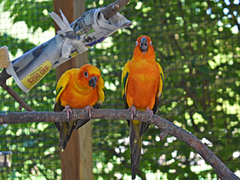 Two sun conures resting on a branch in their habitat, with one on the left leaning forward