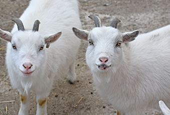 Two white pygmy goats