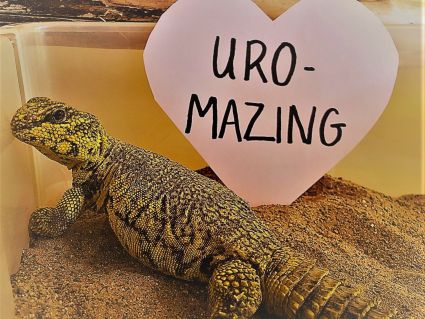 Uromastyx laying in sand with a paper heart that reads "Uro Mazing"