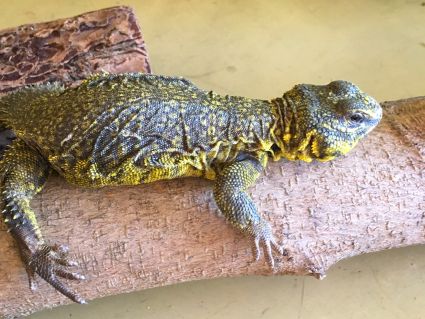 Uromastyx laying on a log in its habitat
