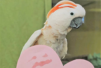 Moluccan Cockatoo in its habitat with a pink heart cardboard cutout