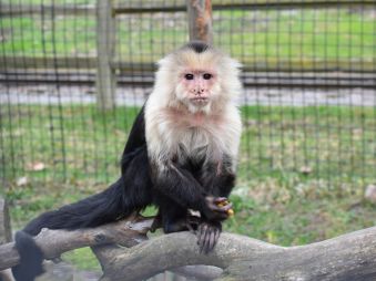 White Throated Capuchin sitting on a branch in its habitat
