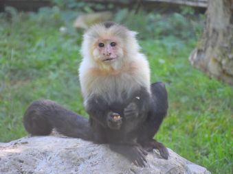 White Throated Capuchin sitting on a rock in its habitat