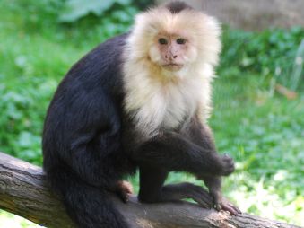 White Throated Capuchin sitting on a y shaped branch in its habitat