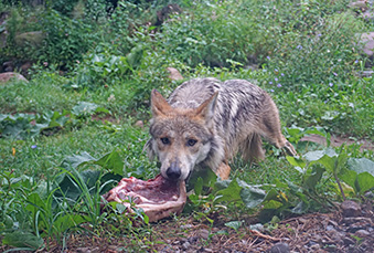 Mexican Grey Wolf laying on the ground with food in its mouth