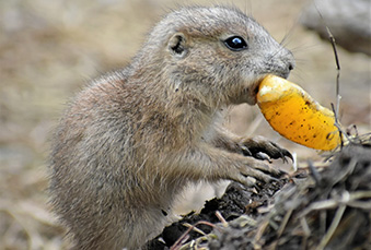 Young Prairie Dog with a piece of food in its mouth