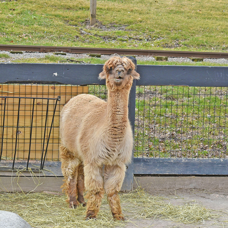 Brown Alpaca standing in her habitat