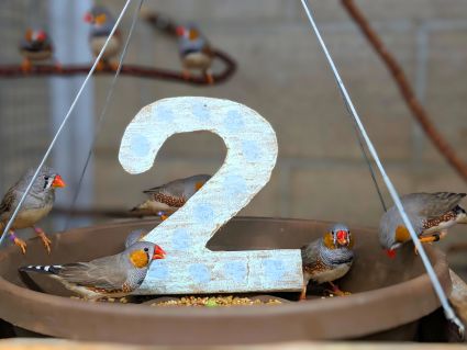 Zebra Finches on a hanging basket in their habitat with a white card board number 2