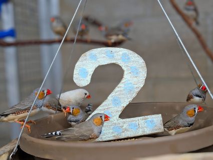 Zebra Finches on a hanging basket in their habitat with a card board number 2