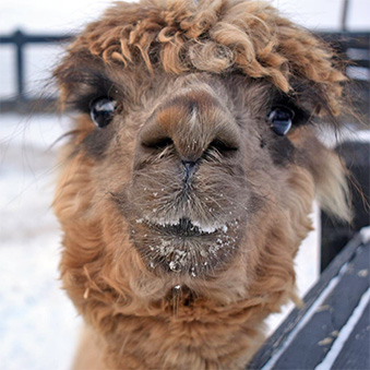 Close up head shot of a brown Alpaca outside during winter