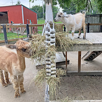 Brown Alpaca Eating hay with a white pygmy goat