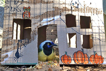 Green Jay sitting in a carboard haunted house in its habitat