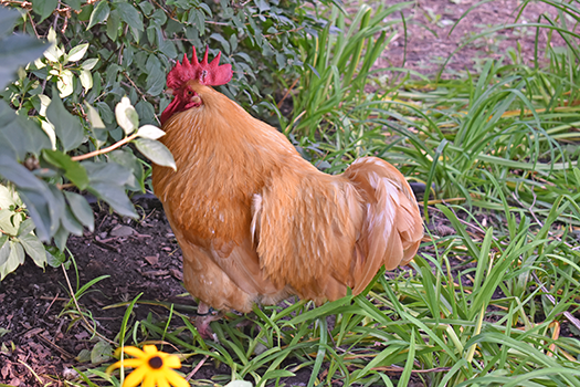 Orpington Chicken looking at some flowers