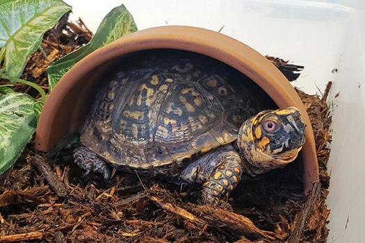 Box turtle standing in a turtle home in its habitat