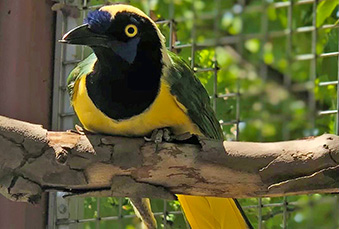 Green Jay sitting perched on a branch in its habitat
