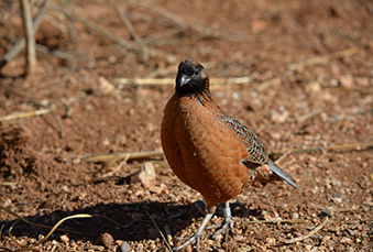 Male Masked Bobwhite walking through desert like terrain