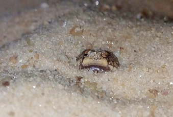Kenyan Sand Boa hiding in sand