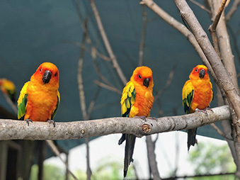 three sun conures perched on a branch in their habitat