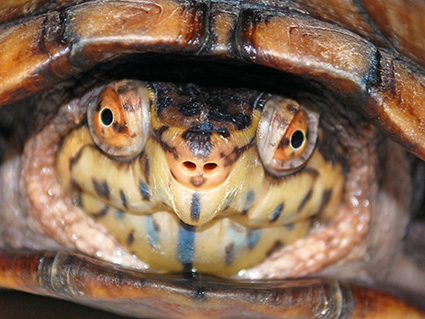 Close up headshot of white-throated mud turtle