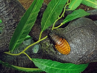 Madagascar Hissing Cockroach crawling on a rock and some leaves