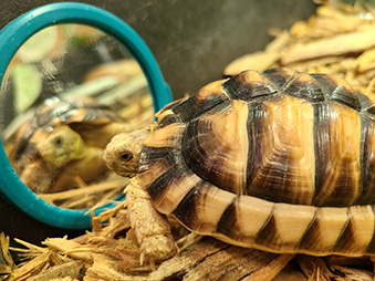 Egyptian tortoise looking at itself in a mirror