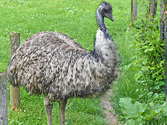 Emu standing in its habitat