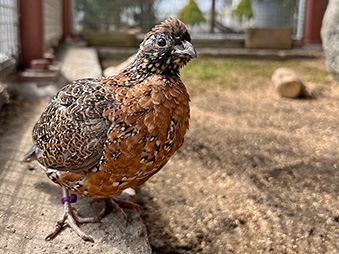 Female Masked Bobwhite sitting on the edge of her habitat