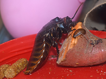 Madagascar Hissing Cockroach crawling on a sweet potato