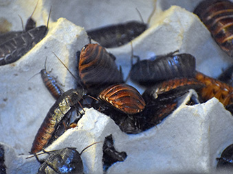 a group of Madagascar Hissing Cockroach crawling on a empty cardboard egg carton
