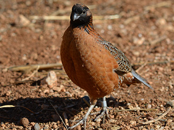 Male Masked Bobwhite walking through desert like terrain
