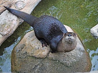 North American River Otter Bootei standing on a rock in the middle of a stream in her habitat
