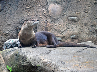 North American River Otter Bootie standing on a rock in her habitat