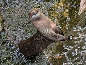 North American River Otter Evie standing up in the stream by the waterfall