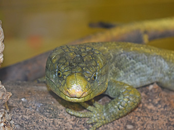 Prehensile-Tailed Skink laying on a log in its habitat