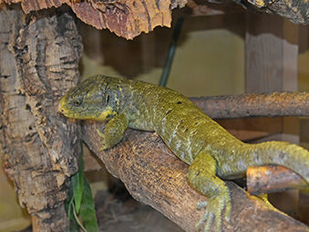 Prehensile-Tailed Skink crawling on a log in its habitat