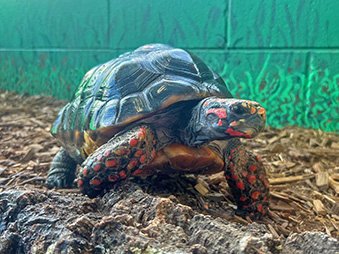 Red Footed Tortoise walking through its habitat