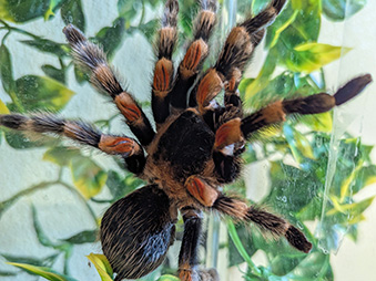 Red-Knee Tarantula Crawling up glass wall