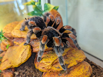 Red-Knee Tarantula Crawling on yellow rock