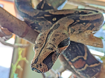 Red-Tailed Boa Constrictor slithering on branches in its habitat