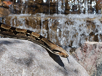 Red-Tailed Boa Constrictor with its tongue out slithering on a rock with a waterfall behind it
