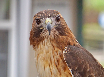 Red-Tailed Hawk frontal shot with hawk looking directly at the camera