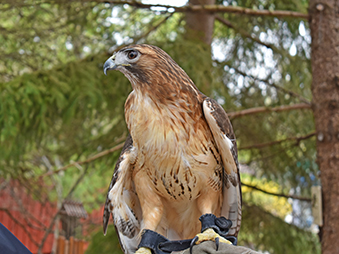 Red Tailed hawk perched on a tree branch