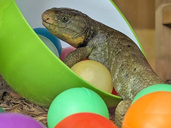 Soloman Island Skink playing with toy balls