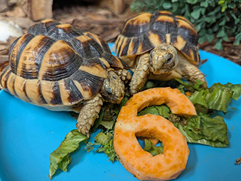 Two Egyptian Tortoises eating a six shaped sweet potato