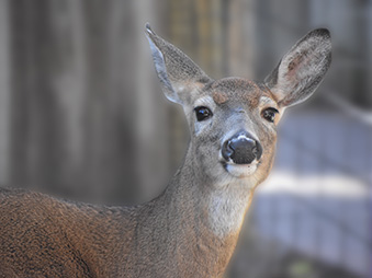White Tailed Deer Standing in its habitat