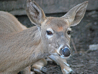 White Tailed Deer laying down in its habitat