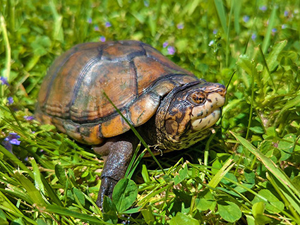 White-throated mud turtle walking in grass