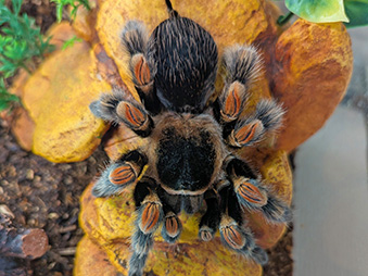 birds eye view of Red-Knee Tarantula resting on a yellow rock