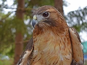 Close up head shot photo of a red tailed hawk