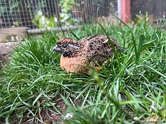 female Masked Bobwhite sitting in grass in her habitat